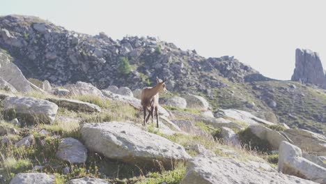 Una-Gamuza-Está-Sola-En-Una-Roca-En-Las-Montañas-De-Los-Alpes