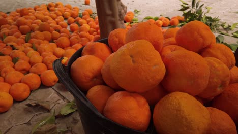 oranges in bucket with tons of oranges on ground in background, closeup