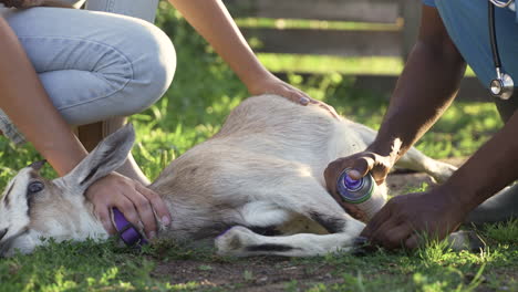 farmer holding goat on the ground