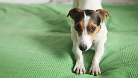 jack russell terrier lying on the bed