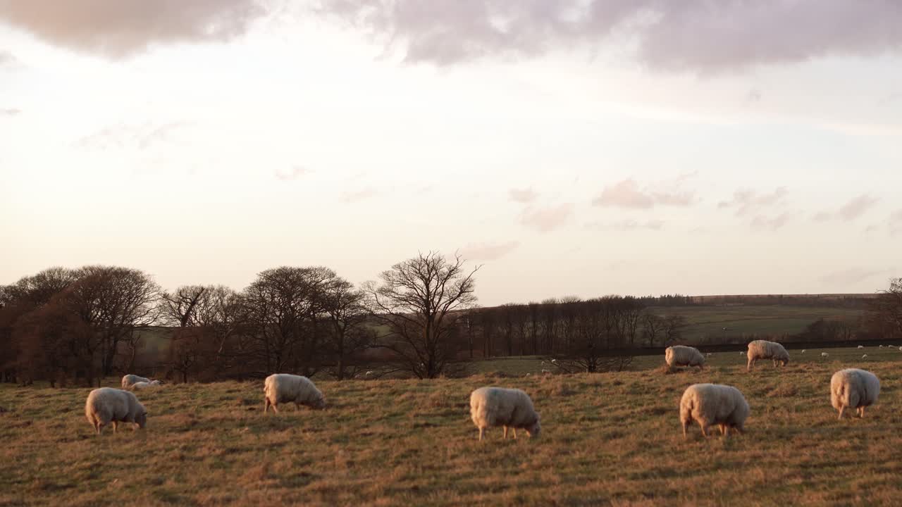 ovejas pastando en un campo al atardecer