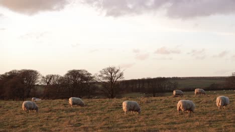 sheep grazing in a field at dusk