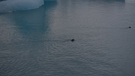 Gletscher-Schwimmen-In-Der-Gletscherlagune,-Island,-Mit-Schwimmenden-Und-Im-Wasser-Auftauchenden-Robben-Und-über-Ihnen-Fliegenden-Möwen,-Die-Sich-In-Richtung-Diamond-Beach-Bewegen