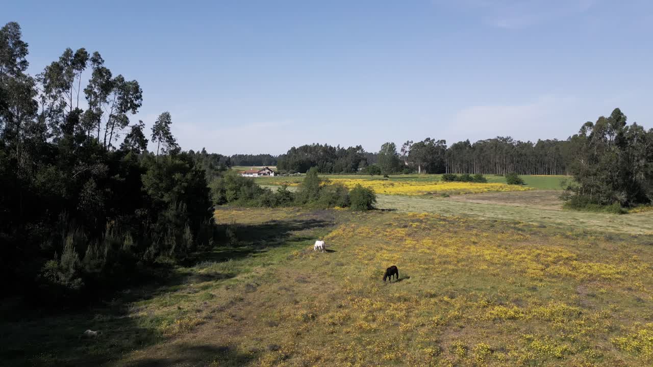 cavalos pretos e brancos pastando em um vibrante prado de primavera com árvores - aérea