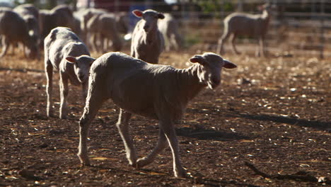 Cámara-Lenta-De-Una-Oveja-Hambrienta-Caminando-En-Tierras-De-Cultivo