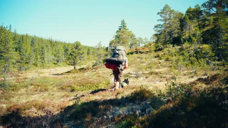 a man and his dog trekking the route from seterdjupna to malitjønna in indre fosen, trøndelag, norway - static shot