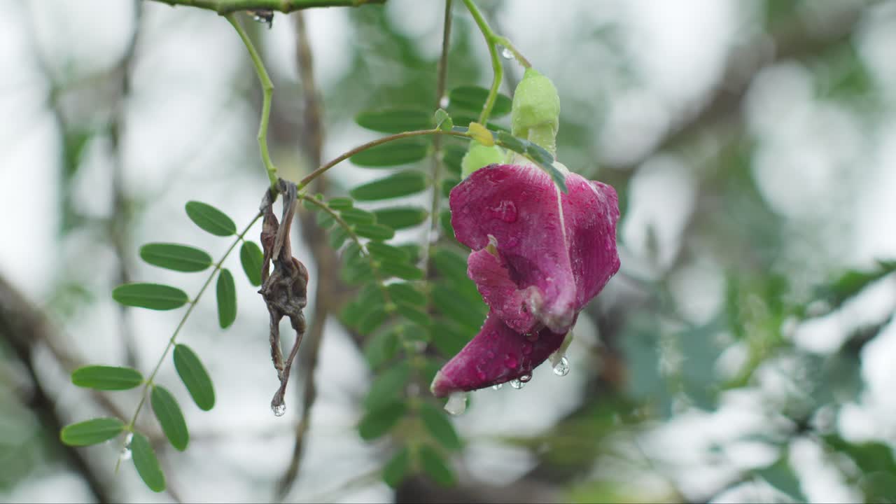 flores comestibles de sesbania grandiflora, una planta de flores de colibrí vegetal en un día lluvioso
