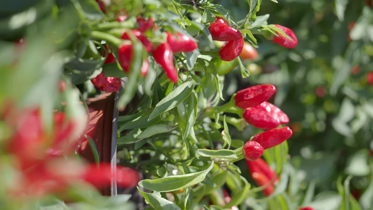 Close-up of Red Chili Peppers Growing on a Plant