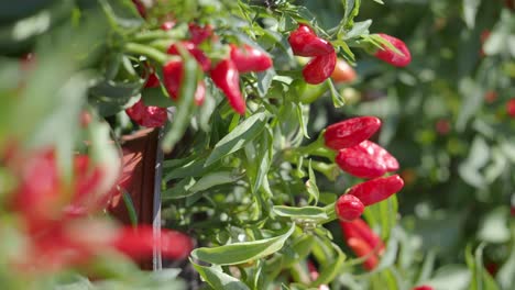 close-up of red chili peppers growing on a plant