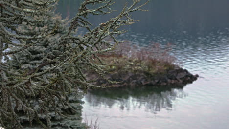 Escena-De-La-Naturaleza-Tranquila-Con-Un-Pino,-Detalle-De-Una-Pequeña-Isla-En-Las-Aguas,-Ondas-En-La-Superficie