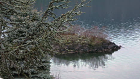 escena de la naturaleza tranquila con un pino, detalle de una pequeña isla en las aguas, ondas en la superficie