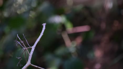 Grey-headed-Flycatcher,-Culicicapa-ceylonensis