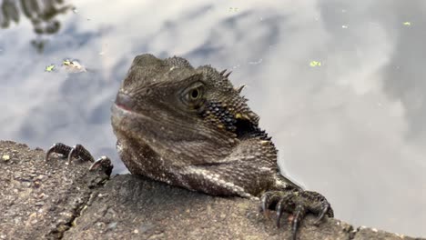 dragón de agua australiano de cresta espinosa, intellagama lesueurii alertado por su entorno, con ligeros movimientos oculares en el jardín botánico de brisbane, queensland, australia