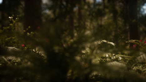 Sonnenlicht-Des-Frühen-Morgens-In-Den-Mammutbäumen-Des-Mariposa-Hains