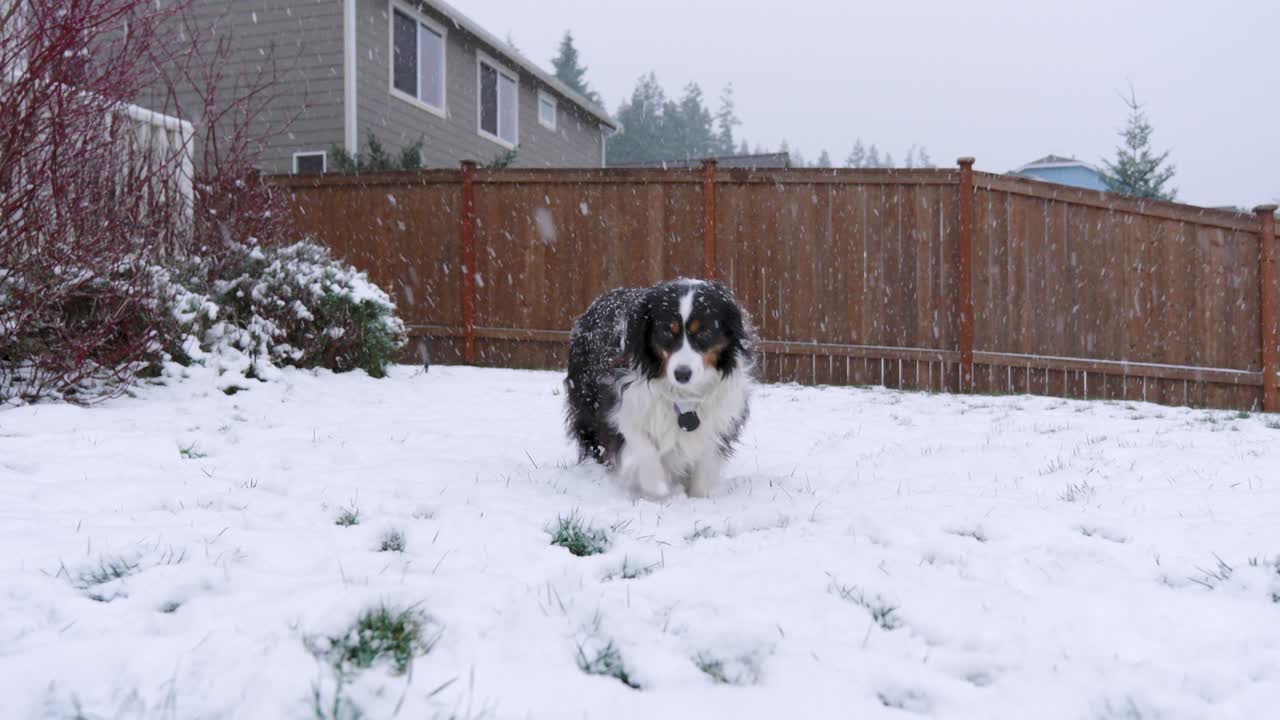 Adorable, fluffy dog walks in snowy backyard and snowflakes fall on the lawn