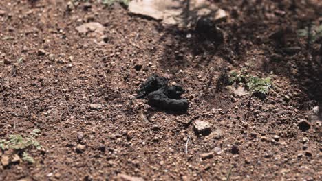 Pequeños-Excrementos-De-Animales-Oscuros-Excremento-De-Caca-Tirado-En-La-Tierra-Con-Sombras-Dinámicas-Que-Se-Proyectan-Sobre-él-En-La-Hora-Dorada-Zorro-De-Luz-Coyote-Perro-Gato-León-De-Montaña-Caca-De-Animal-Salvaje