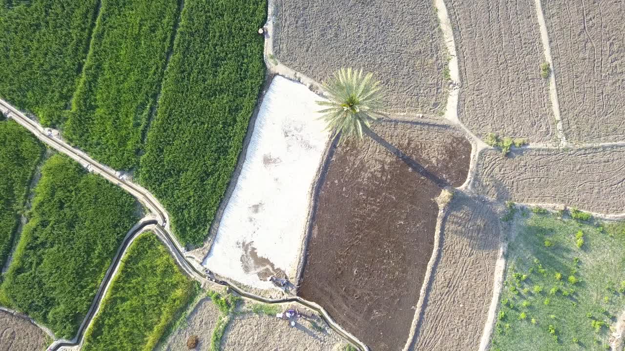 campos de arroz entre montañas y palmeras