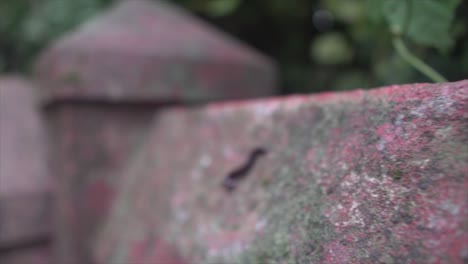 A-backward-moving-camera-captures-a-close-up-of-rocks,-with-a-prominently-focused-worm-crawling-amidst-the-rugged-terrain