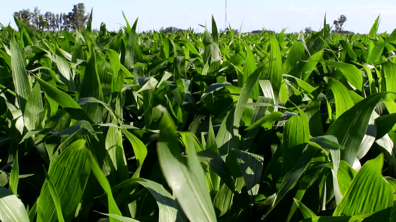 View of a corn field at crop's level on rural Santa Fe Province, Argentina