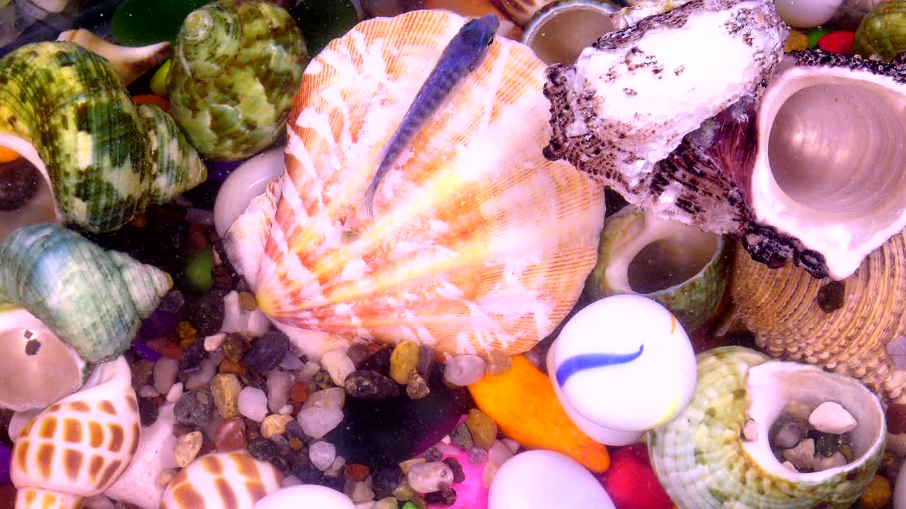 peces bajo el agua en un acuario colorido