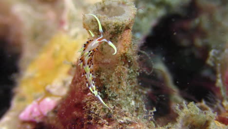 un pequeño nudibranquio llamado phidiana indica que se arrastra por una esponja