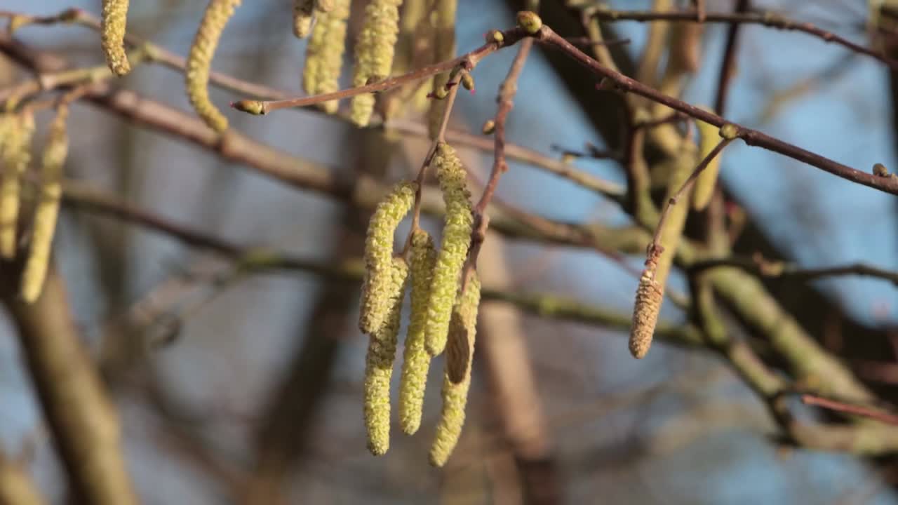 Amenti penduli sull'albero a gennaio. Inverno. Inghilterra. Regno Unito.