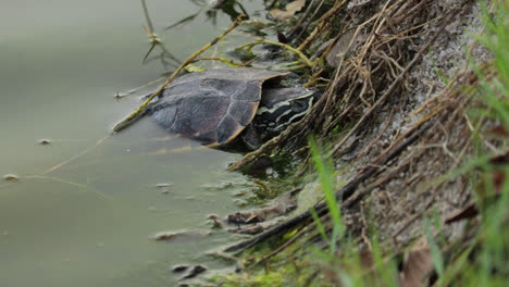 mekong snail-eating turtle sleeping with half of its body submerged in water