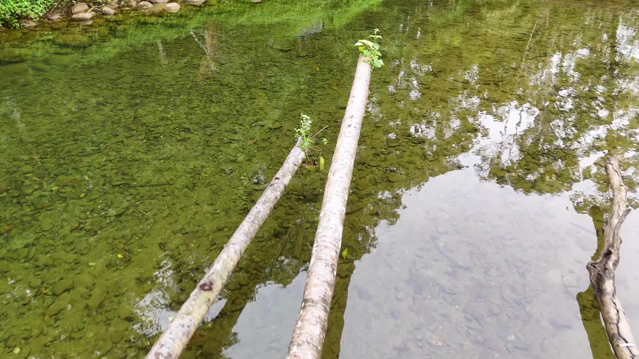 Camera slowly pans across shallow rainforest stream with clear water, submerged logs, and reflections