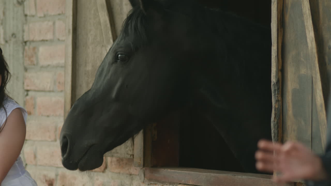 A boy in a suit and a girl in a white dress, dressed as pageboys, tenderly stroke a black horse from a stable window.