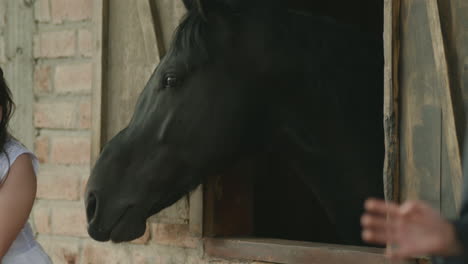 a boy in a suit and a girl in a white dress, dressed as pageboys, tenderly stroke a black horse from a stable window.