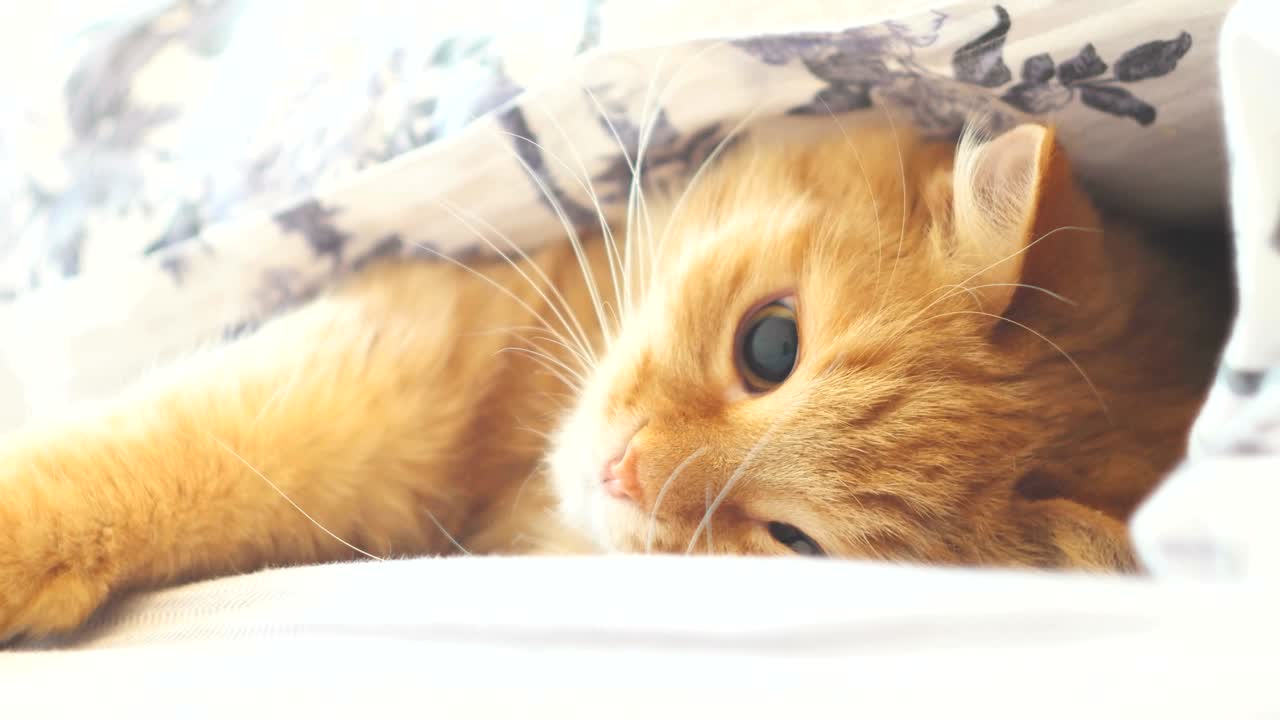 담요 아래 침대에 누워있는 귀여운 생강 고양이. 담요 아래 무언가와 놀고 있는 털털한 반려동물. 재미있는 반려동물을 가진 쾌적한 가정 배경