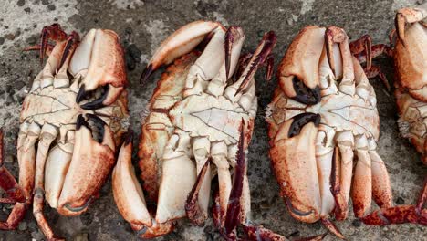 pacific red rock crabs caught from a fishing wharf in san francisco, california