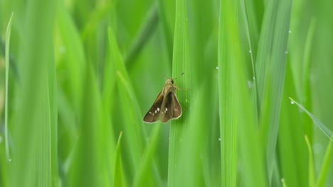 Mariposa-Relajándose-Sobre-La-Hierba-Verde