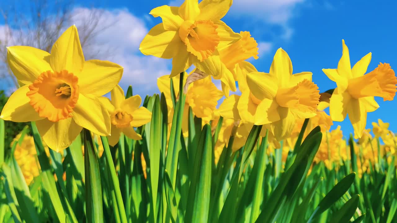 Vibrant video of yellow daffodils under a blue sky, captured from a low angle for a lively feel