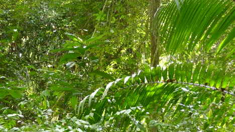 black exotic bird, moving around through tree branches, in a panama tropical forest