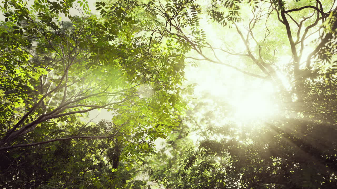 Sunlight filtering through lush forest canopy