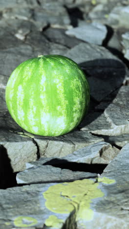 green watermelon on cracked rocks