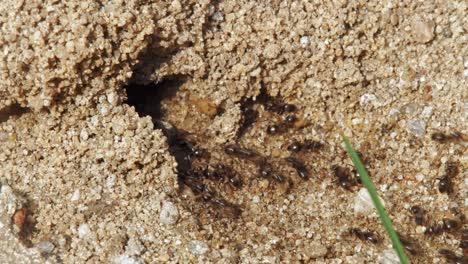 colony of black garden ants coming in and out of the anthill