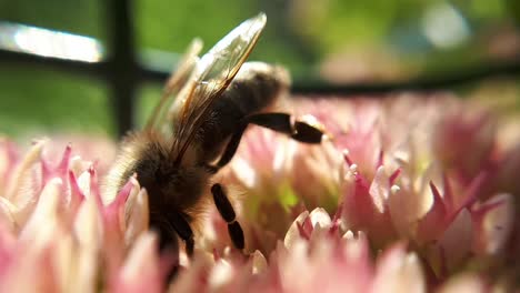 macro close up of a honey bee on a garden flower