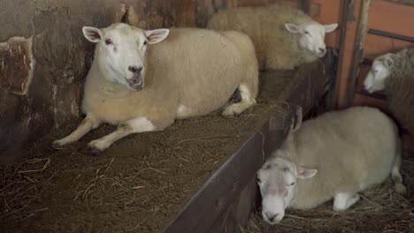 Resting-Sheep-Laid-Down-Chewing-Cud