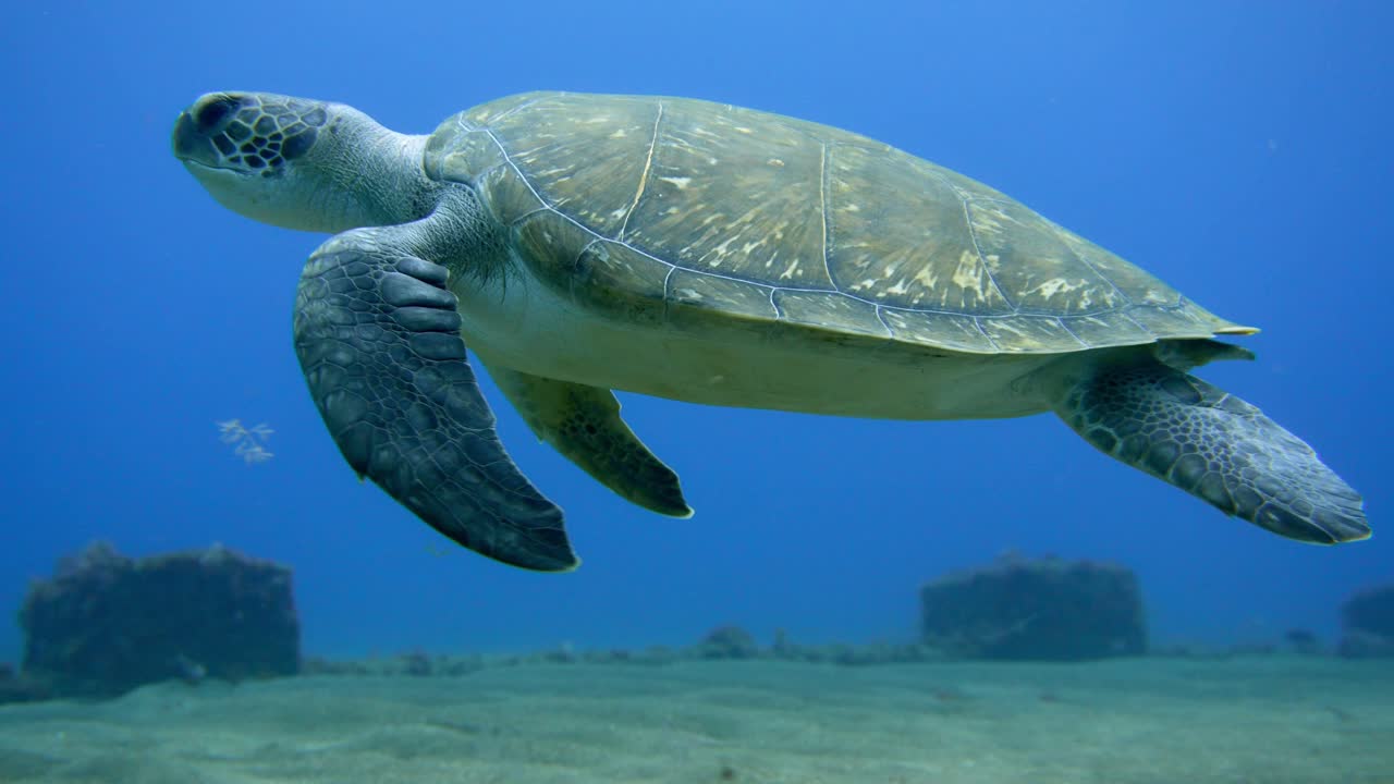 Una tortuga marina verde nada desde el lecho marino con un tubo de desagüe al fondo.
