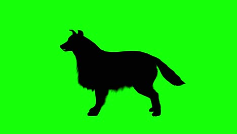 black silhouette of a dog or wolf on green screen