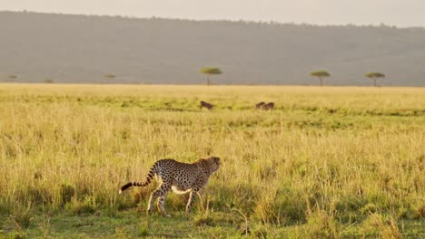 cámara lenta de un guepardo cazando jabalí en una caza en áfrica, animales salvajes africanos en safari de masai mara, kenia en masai mara, increíble comportamiento de los animales en la hermosa luz dorada del sol