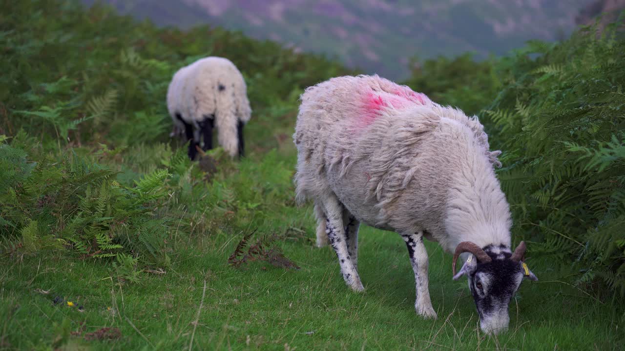 wooly horned swaledale ovejas pastando entre los helechos en el distrito de los lagos, cumbria, inglaterra, reino unido.