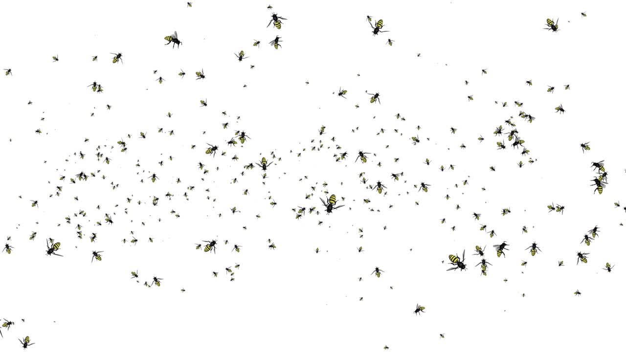 검은색 배경에서 날아다니는 벌, 벌, 벌레, 호넷 루프 녹색 스크린 배경