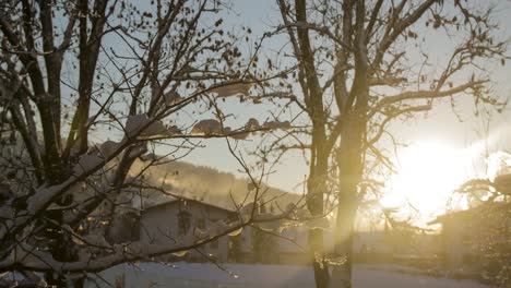 time-lapse of sun setting with trees in foreground with snow on them