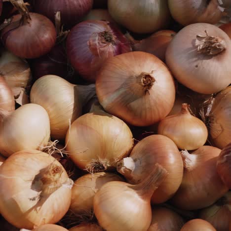 freshly harvested onions dry in the sun 1