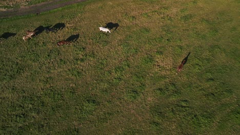 Rebaño-De-Caballos-En-El-Pasto-Largas-Sombras