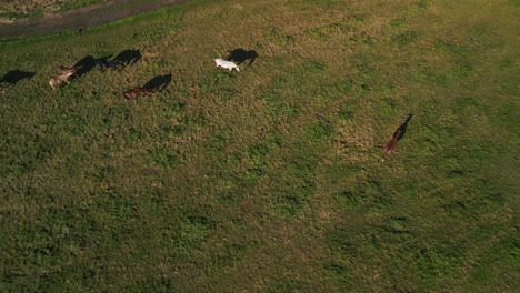 herd horses on pasture long shadows
