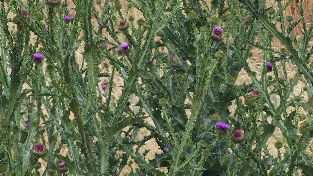 Sphinx Hummingbird Moths visit purple thistle plants to drink nectar